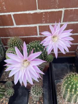 Echinopsis daydream lila